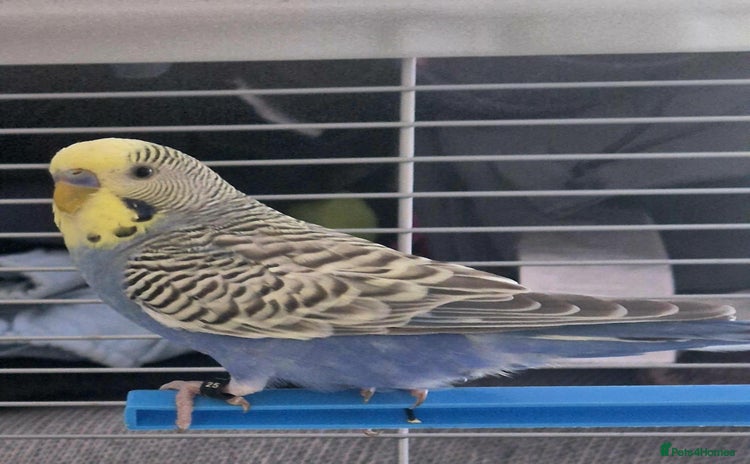 Budgerigars birds - Advert 1