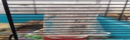 Hamster rodents for sale: Russian Dwarf Hamster With Cage in Wembley - Advert 7