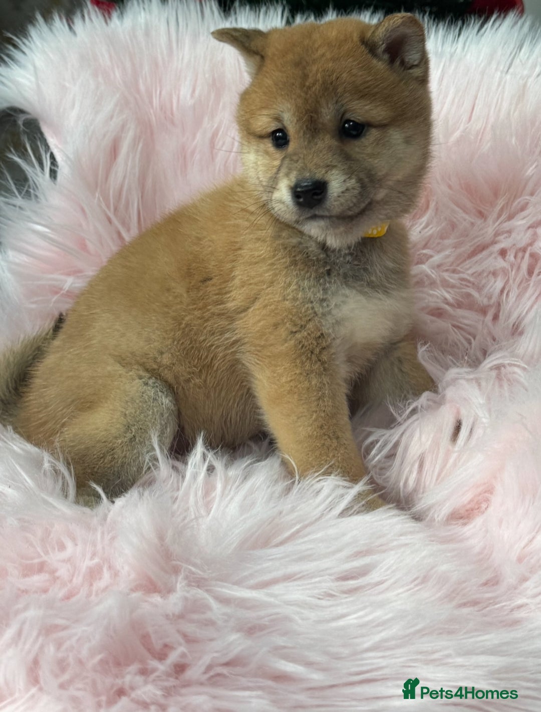 Japanese Shiba Inu dogs for sale: Kc registered Shiba Inu puppies  - Advert 7