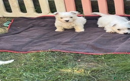 West Highland Terrier dogs for sale: West highland terrier  - Image 10
