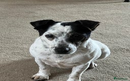 Jack Russell dogs for sale: Bonnie - Advert 3