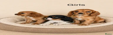 Cavalier King Charles Spaniel Puppy 3