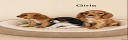 Cavalier King Charles Spaniel dogs for sale: Beautiful cavalier - Advert 6