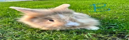 Lionhead rabbits for sale: Lionhead rabbits for sale  - Advert 17