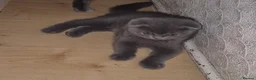 British Shorthair cats for sale: British shorthhair kittens  - Advert 4