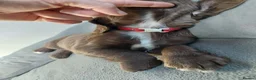 Sprocker dogs for sale: Sprocker ( Springer x Cocker ) pups for sale - Advert 5