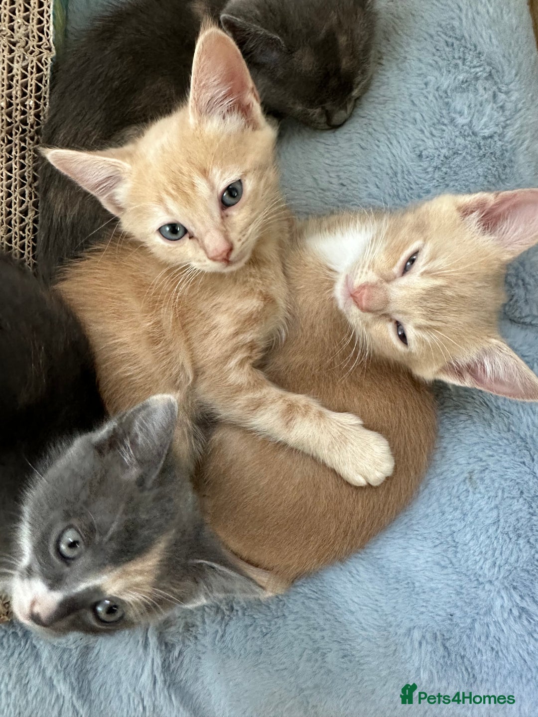 Ragdoll cats for sale: 6 beautiful well loved kittens. 2 girls remaining - Image 20