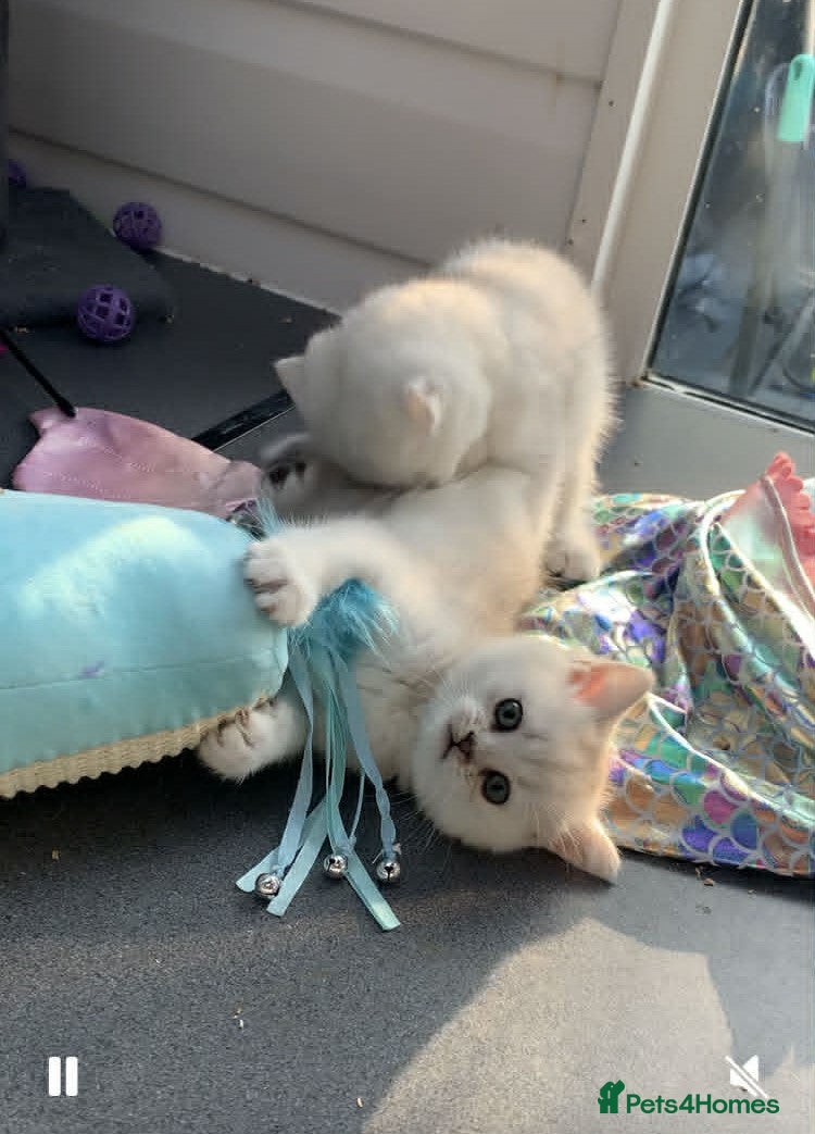 British Shorthair cats BSH Silver and Blue Ticked Shaded - Advert 1