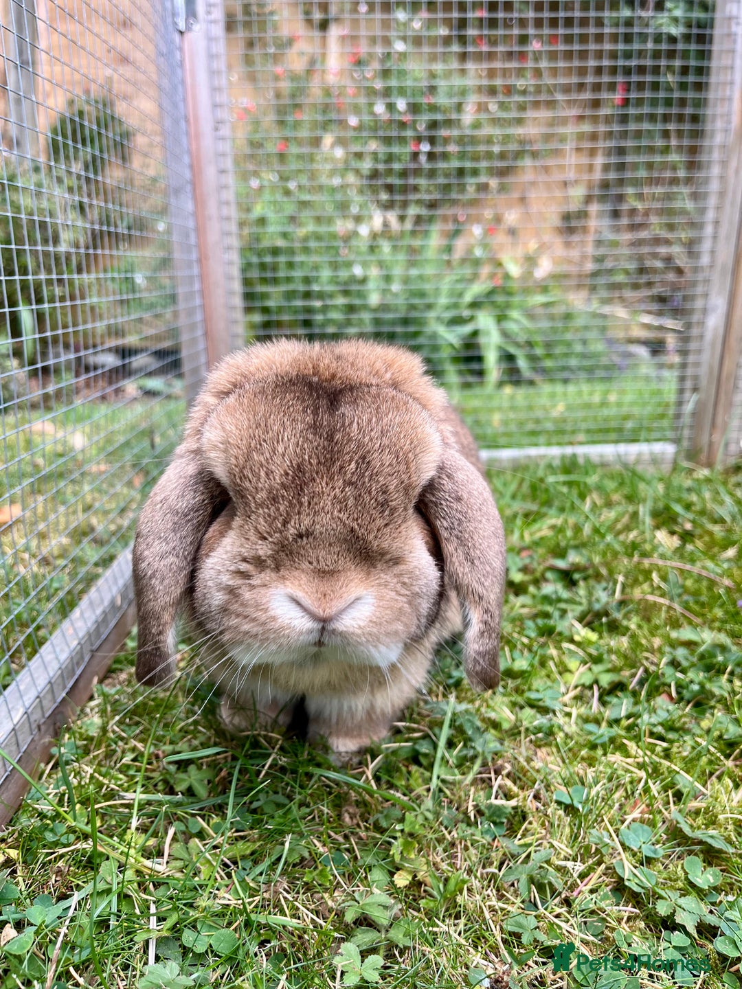 Dwarf Lop rabbits for sale: Gorgeous dwarf lop female needs a new home - Image 2