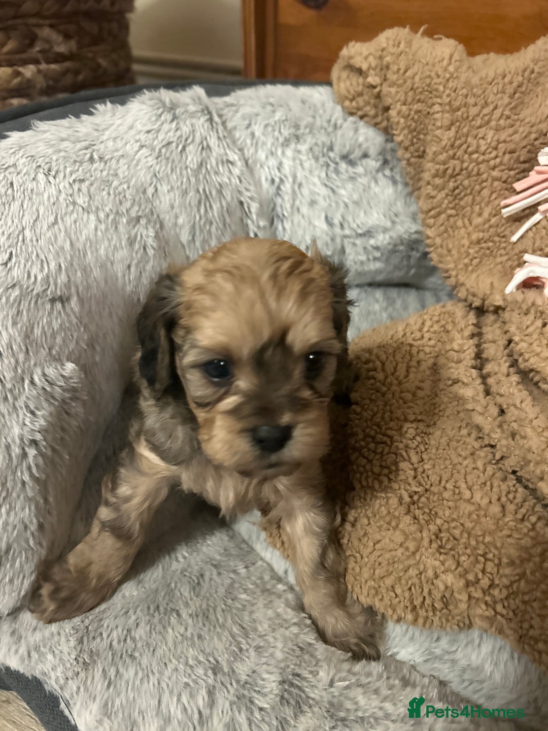 Cavapoochon dogs for sale: Cavapoochons 5 girls 2 boys - Advert 24