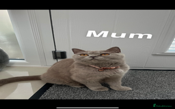 British Shorthair cats for sale: 5 gorgeous British shorthair kittens ! - Image 11