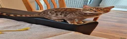 Bengal cats for stud: Stud cat Tica actives 5 generations pedigree  in Barnsley - Advert 31