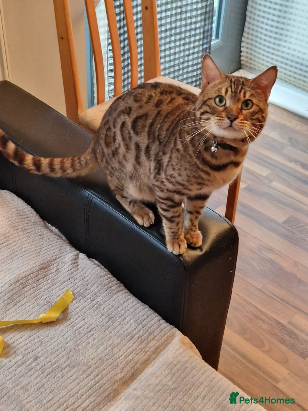 Bengal cats for stud: Stud cat Tica actives 5 generations pedigree  in Barnsley - Advert 31