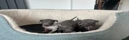 Italian Greyhound dogs for sale: 3 girls 1 boy available  - Advert 6