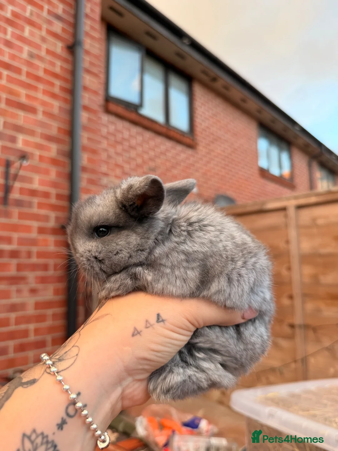 Mini Lop rabbits for sale: Mini Lop bunnies for sale - Advert 4