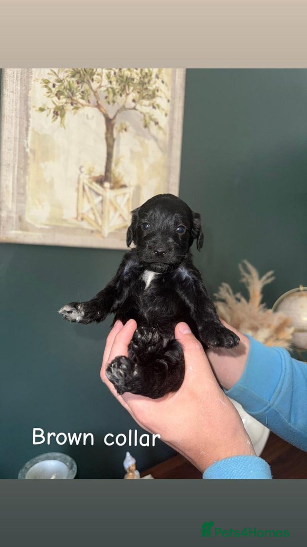 Cockapoo dogs for sale: Adorable cockapoos for sale - Image 5