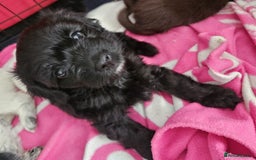 Mixed Breed dogs for sale: Pomapoo puppies  - Image 7