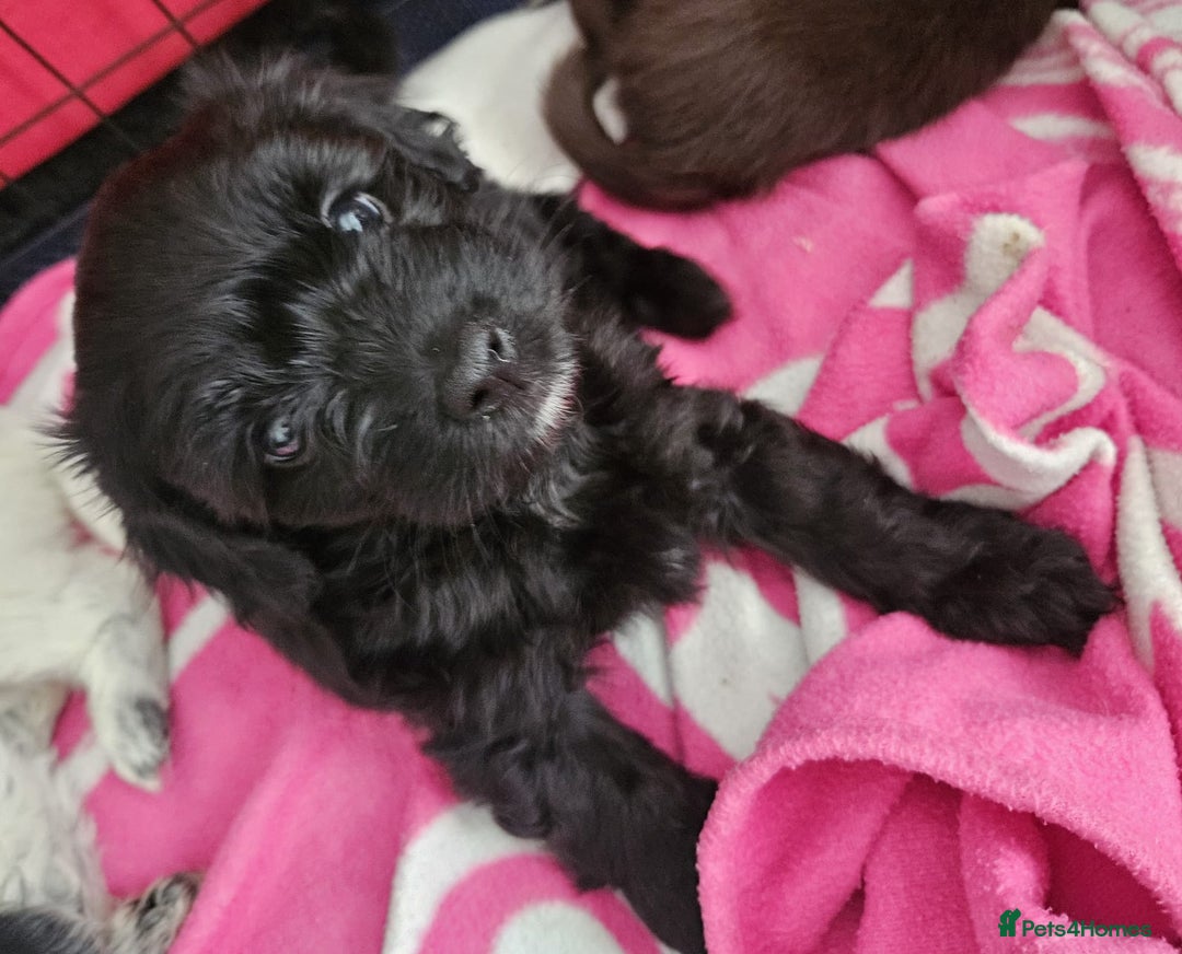 Mixed Breed dogs for sale: Pomapoo puppies  - Image 7