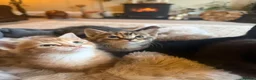 Mixed Breed cats for sale: Gorgeous kittens  - Advert 1