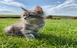 Maine Coon cats for sale: Xl Stunning Maine coon kittens  - Image 15
