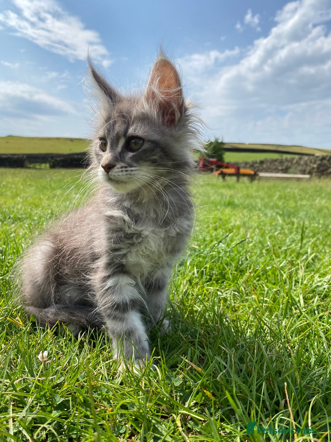 Maine Coon cats for sale: Xl Stunning Maine coon kittens  - Image 15