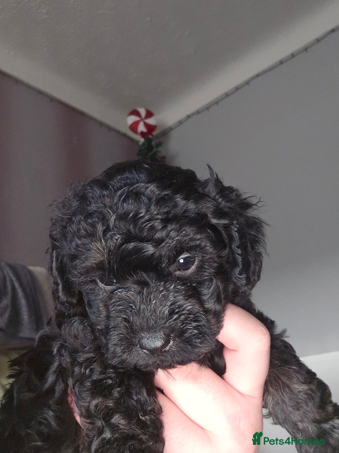 Shihpoo dogs for sale: 🐾REDUCED 2 Boys £800 - Shihpoo Puppies🐾 - Advert 32