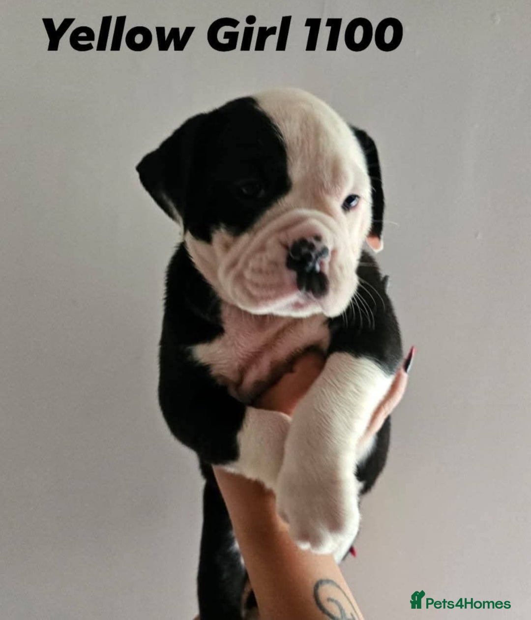 Alapaha Blue Blood Bulldog dogs for sale: IABBR. Health tested. Top lines.  - Advert 31