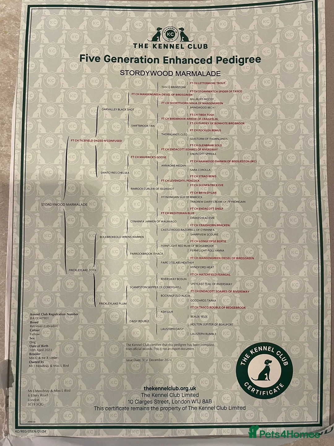 Labrador Retriever dogs for sale: Labrador retrieve in London - Advert 2