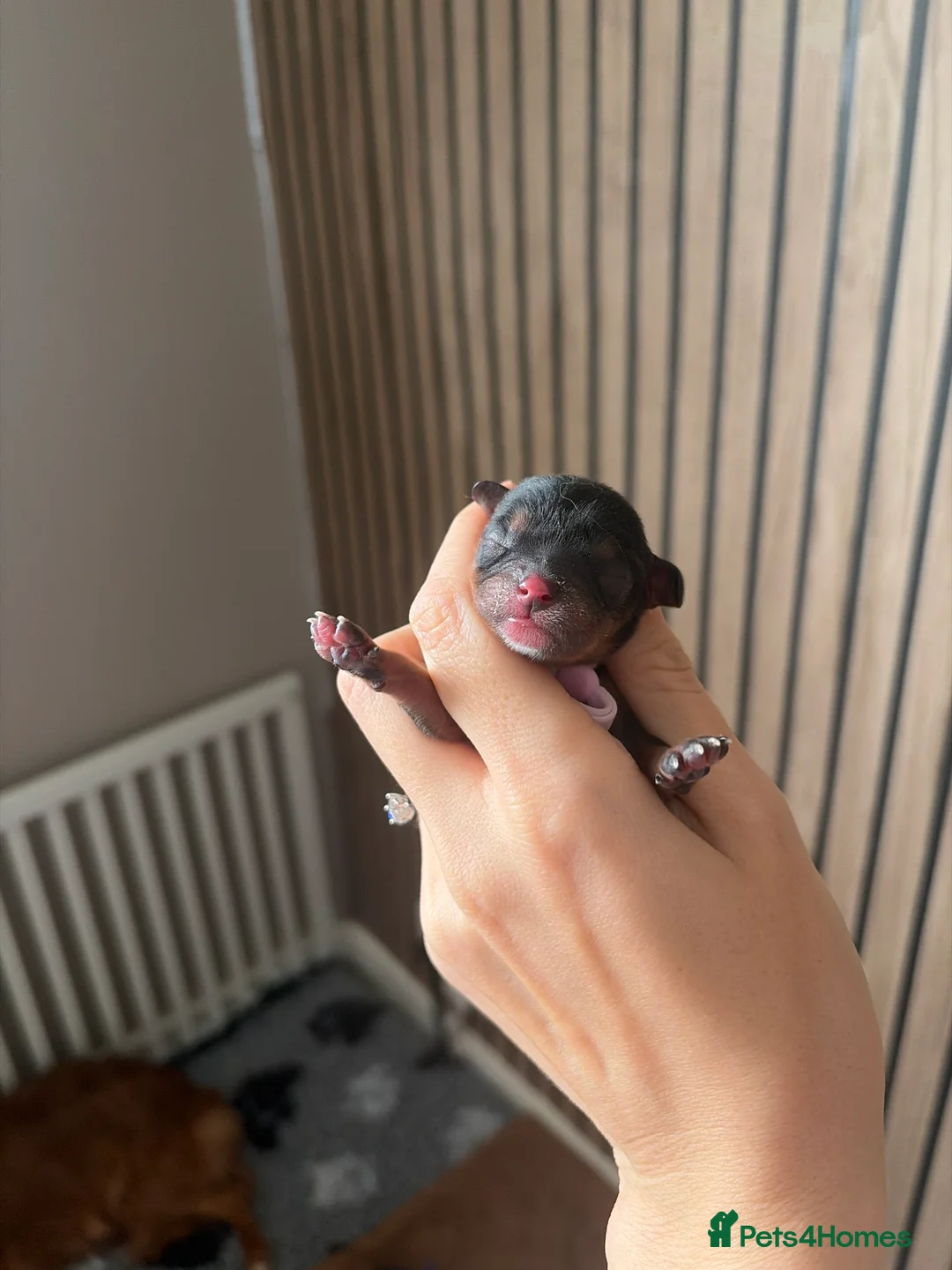 Cavalier King Charles Spaniel dogs for sale: Beautiful KC Registered Cavalier King Charles  - Advert 2