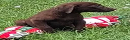 Labrador Retriever dogs for sale: Fantastic labrador pups  - Advert 14