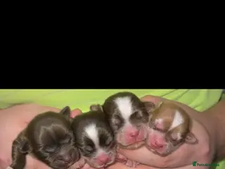 Ringnecks birds Indian ring neck - Advert 1