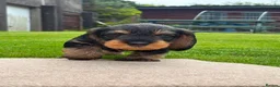 Dachshund dogs for sale: Wire haired dachshunds in Isle of Arran - Advert 5