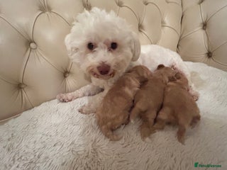 Poochon dogs - Advert 18