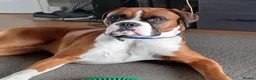 Boxer dogs for stud: Boris the boxer for stud - Advert 10