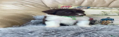 Border Collie Puppy 1
