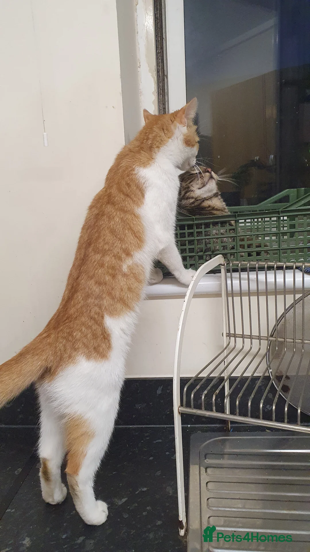 Mixed Breed cats for sale: Gorgeous kitten  in Wakefield - Advert 2