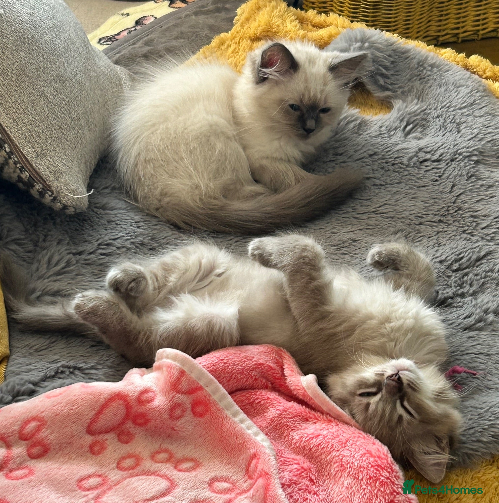 Ragdoll cats 😻 D.O.B 17.6.26 RARE MINK LYNX RAGDOLL FEMALES 😻 - Advert 2