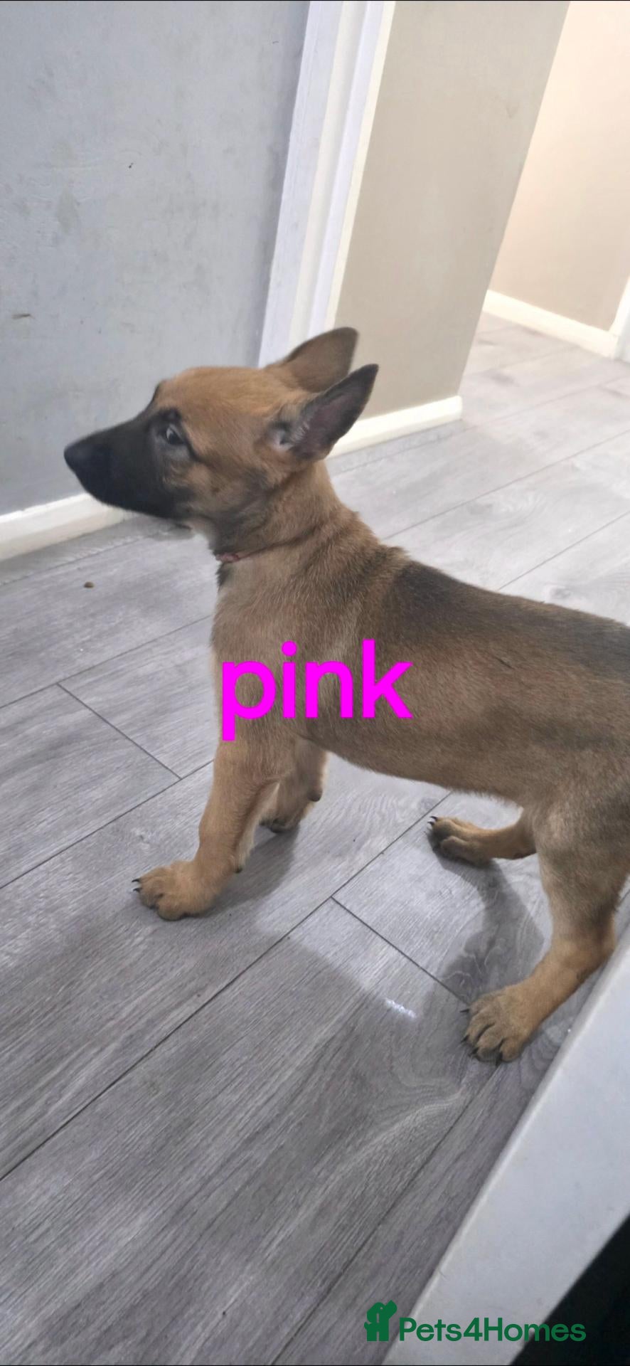 Belgian Shepherd Dog dogs Pups  - Advert 7