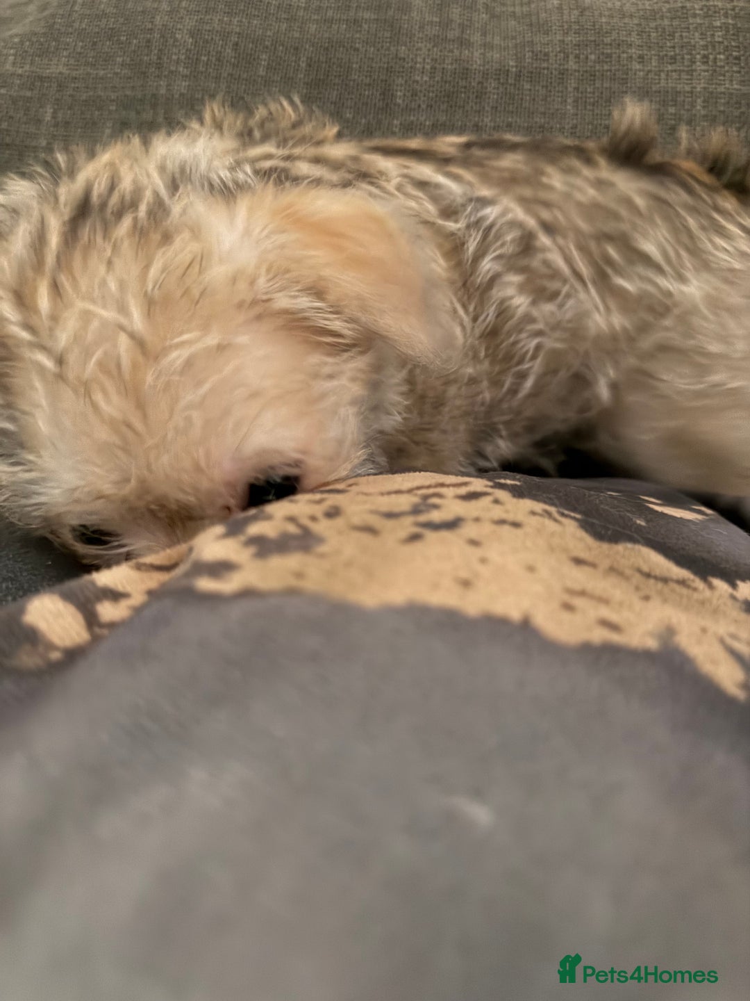 Mixed Breed dogs for sale: Malchi Puppies Looking for Their Forever Homes  - Image 23