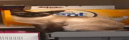 Siamese cats for sale: Two Beautiful Siamese Cats for sale  in Leeds - Advert 5