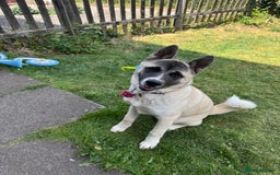 Akita dogs for sale: Akita 7 months old pup - Image 1