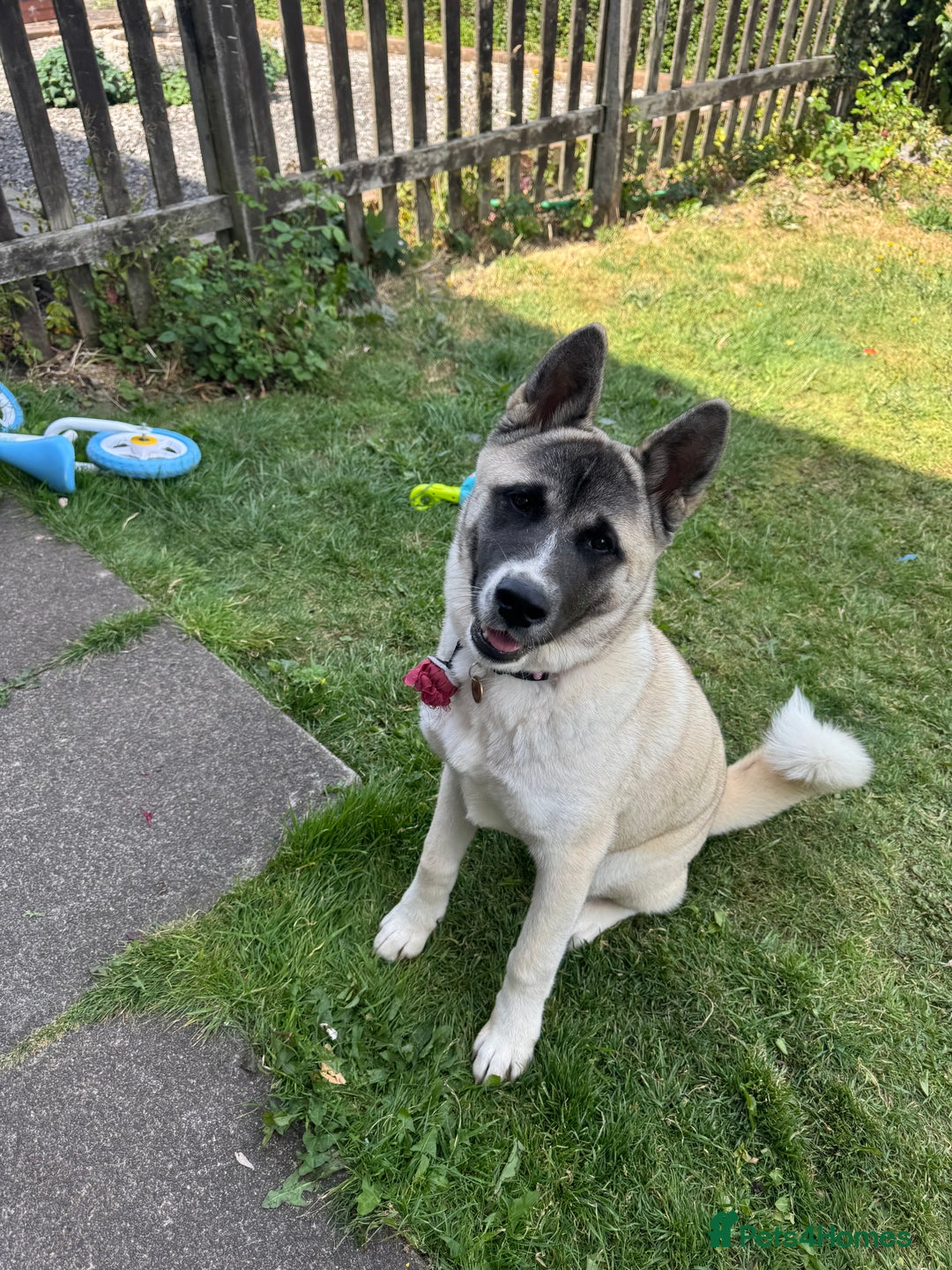 Akita dogs for sale: Akita 7 months old pup - Image 1