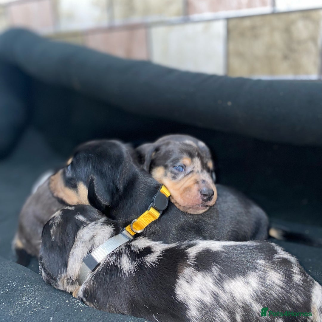 Dachshund dogs for sale: Dachshund pups 3 boys left  in Bootle - Image 15