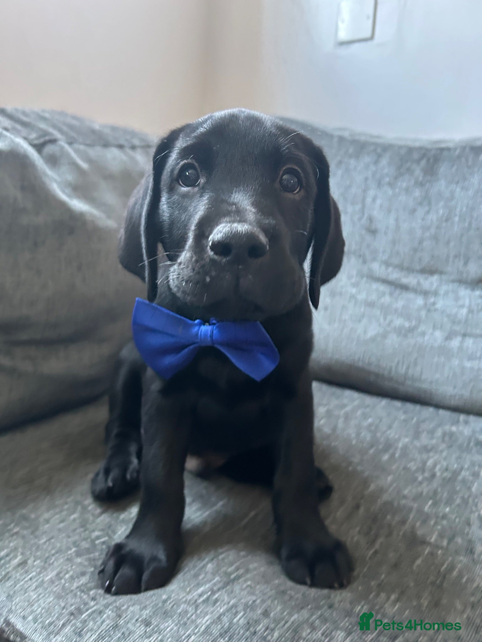 Labrador Retriever dogs Last 2 Stunning Lab Puppies ready to leave now! - Advert 3
