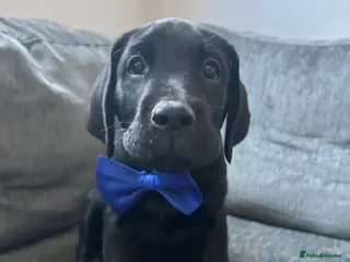 Labrador Retriever dogs Last 2 Stunning Lab Puppies ready to leave now! - Advert 3