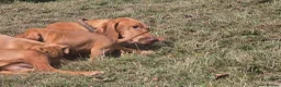Hungarian Vizsla dogs for sale: Dual Purpose Hungarian Vizsla Bitch Puppies - Advert 8