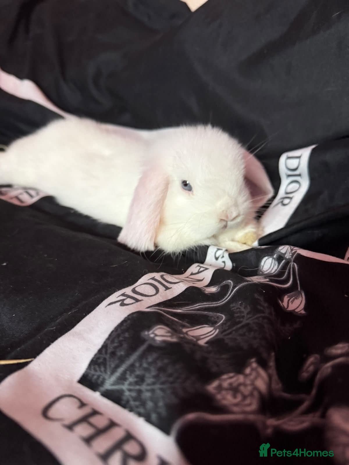 Mini Lop rabbits for sale: Mini Lop approx 3 to 4 months old - Advert 1