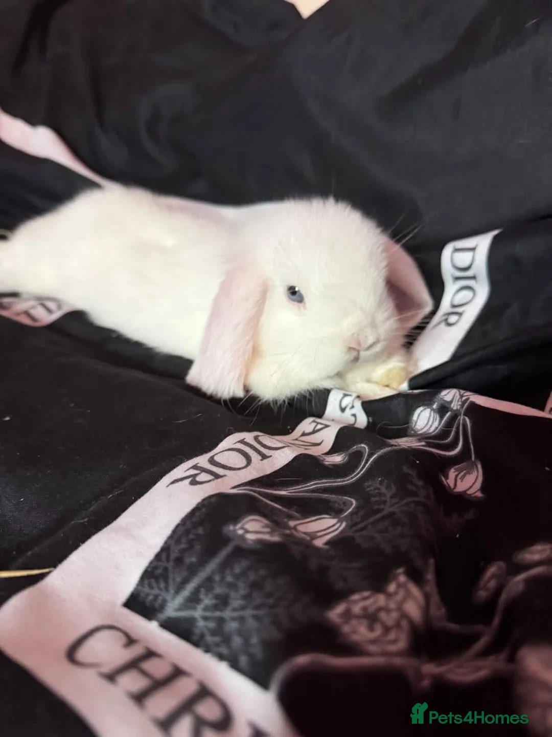 Mini Lop rabbits for sale: Mini Lop approx 3 to 4 months old in King's Lynn - Advert 1