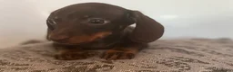 Miniature Dachshund dogs for sale: LAST BEAUTIFUL KC REG BOY!! READY TO GO NOW 🐾🐾 - Advert 10
