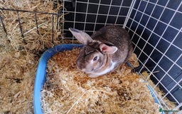 English rabbits for sale: Bonded MF bunnies - Image 6